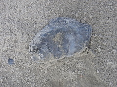 Crassostrea virginica