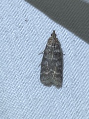 Ortholepis pasadamia