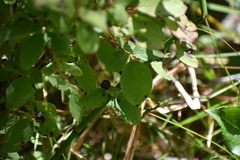 Vaccinium ovalifolium