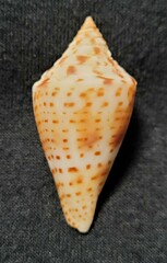 Conus scalaris