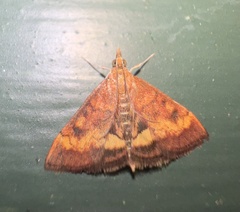 Pyrausta californicalis