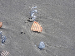 Dinocardium robustum