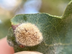 Aceria trichophila