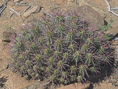 Euphorbia ferox