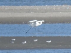 Egretta rufescens