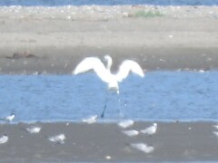Egretta rufescens
