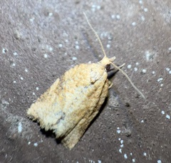 Argyrotaenia franciscana