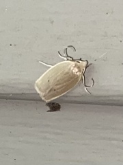 Psilocorsis reflexella