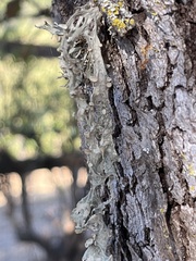 Ramalina leptocarpha