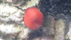 Actinia mediterranea