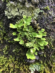 Lecanoromycetes