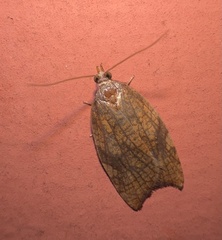 Acleris rhombana