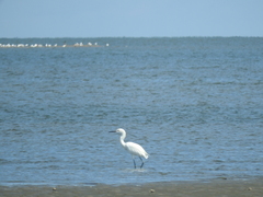 Egretta rufescens