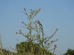 Cirsium creticum