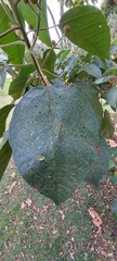 Croton mutisianus