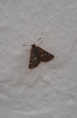 Muschampia proto