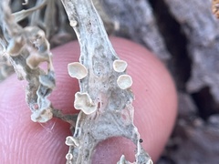 Ramalina leptocarpha