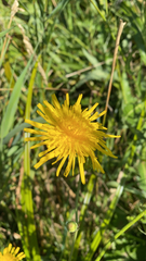 Sonchus arvensis