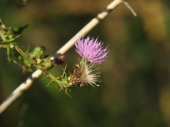 Cirsium creticum