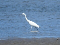 Egretta rufescens