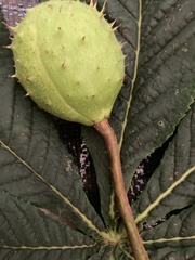 Aesculus