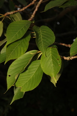 Prunus serrulata