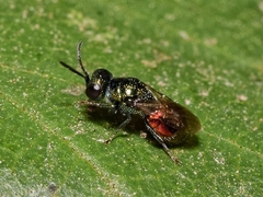 Pseudomalus auratus