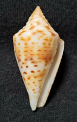 Conus scalaris