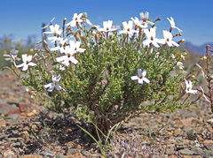 Jamesbrittenia tysonii