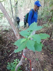 Calycophyllum candidissimum