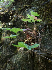 Heuchera glabra