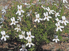 Jamesbrittenia tysonii
