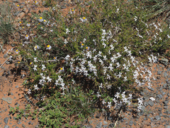 Jamesbrittenia tysonii