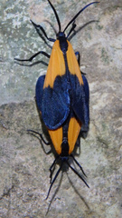 Lycomorpha pholus