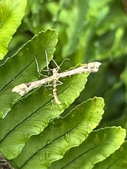 Amblyptilia pica
