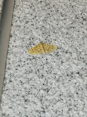Conogethes