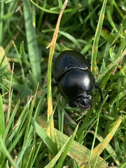 Geotrupes stercorarius