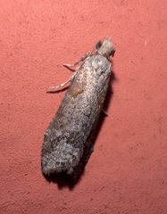 Tortricoidea