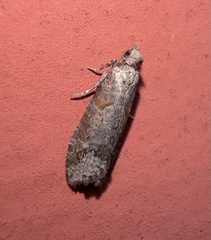 Tortricoidea