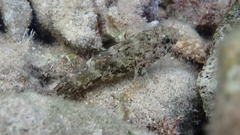 Gobius paganellus