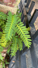 Pleopeltis michauxiana