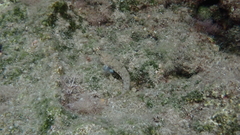Gobius incognitus