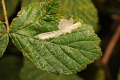 Coptotriche marginea