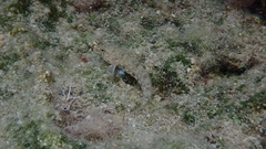 Gobius incognitus