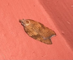 Acleris rhombana