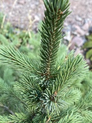 Picea engelmannii