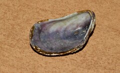Mytilidae