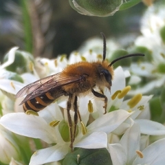 Colletes hederae