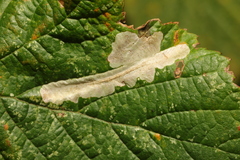 Coptotriche marginea