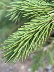 Picea engelmannii